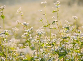 5 Cover Crops You Can Plant in February