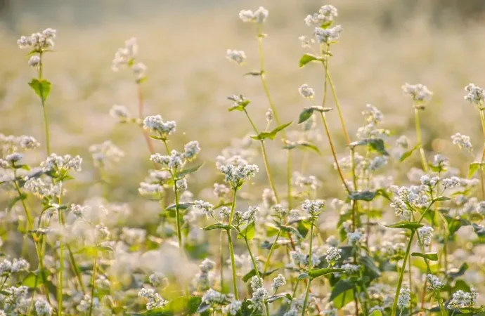 5 Cover Crops You Can Plant in February