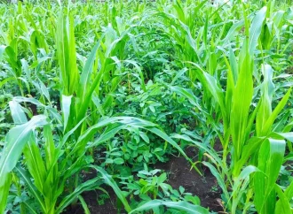 5 Ways Interseeding Can Change the Farming Landscape