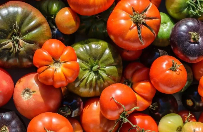 11 Best Heirloom Tomatoes to Grow on the Farm