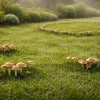 Mushrooms in Lawn? Why They Appear, Are They Dangerous & How to Remove Them Fast