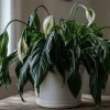 Why Is My Peace Lily Drooping Even After Watering? (7 Hidden Causes Most People Miss)