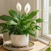 Peace Lily Not Blooming? 5 Simple Tricks to Force Flowers