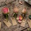 Why Your Rose Buds Are Not Opening (5 Hidden Causes + Fixes)