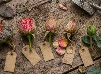 Why Your Rose Buds Are Not Opening (5 Hidden Causes + Fixes)