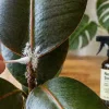 Tiny White Bugs on Houseplants? How to Get Rid of Mealybugs Fast
