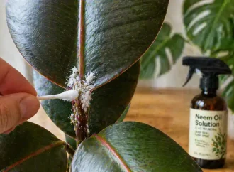 Tiny White Bugs on Houseplants? How to Get Rid of Mealybugs Fast