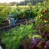 When to Plant Vegetables: Month-by-Month Planting Calendar for Maximum Yield