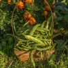 What We’re Planting In May
