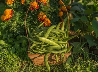 What We’re Planting In May