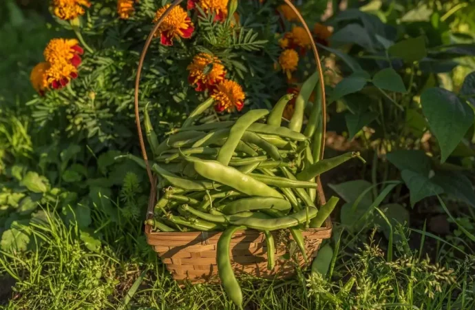 What We’re Planting In May