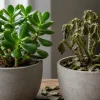 Jade Plant Leaves Falling Off and Wrinkled? Causes + Fast Fixes That Work