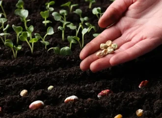 The Small Farmer’s Guide to Succession Sowing