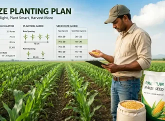 Maize Seed Rate Calculator: Calculate Seed Quantity Per Acre Based on Germination and Seed Purity