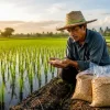 Paddy Seed Rate Calculator: Rice Seed Requirement per Acre and Hectare