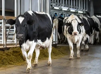 Post-Milking Care for Dairy Cows: Recovery, Immune Support and Long-Term Udder Health
