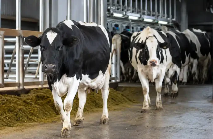 Post-Milking Care for Dairy Cows: Recovery, Immune Support and Long-Term Udder Health